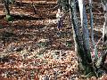 2005-11 WE Cevennes 095